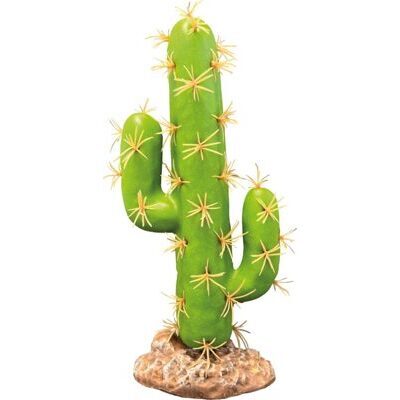 REPTO PLANT CACTUS SAN PEDRO