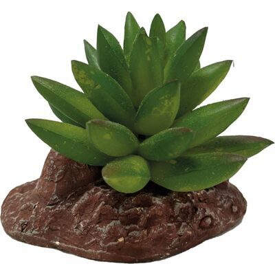 REPTO PLANT ALOES