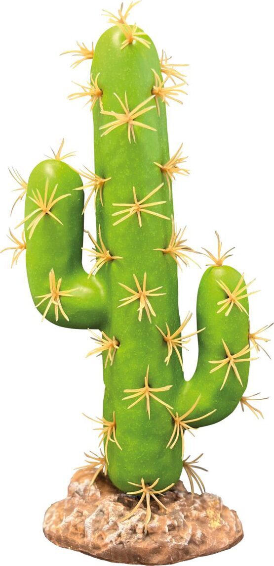 REPTO PLANT CACTUS SAN PEDRO