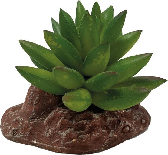 REPTO PLANT ALOES